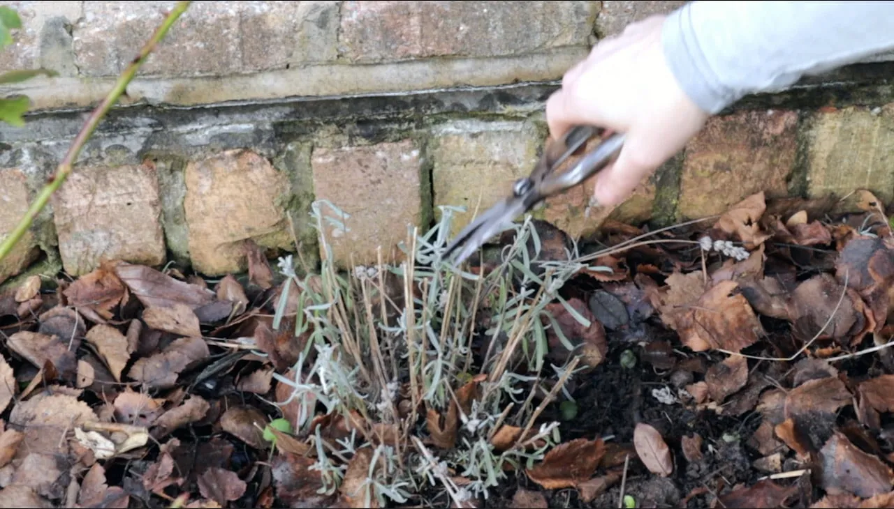 Lee Burkhill pruning lavender correctly into green growth