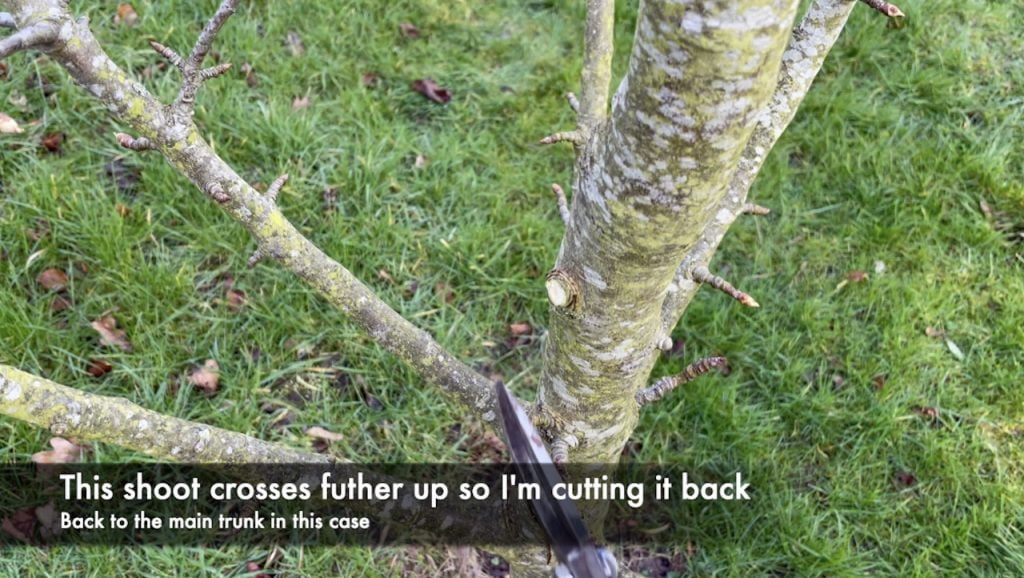 Cutting off a branch of a pear tree