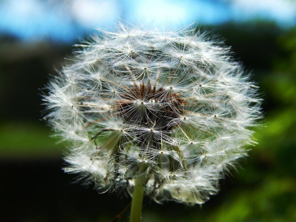 A seed head of a dandelion weed in the garden