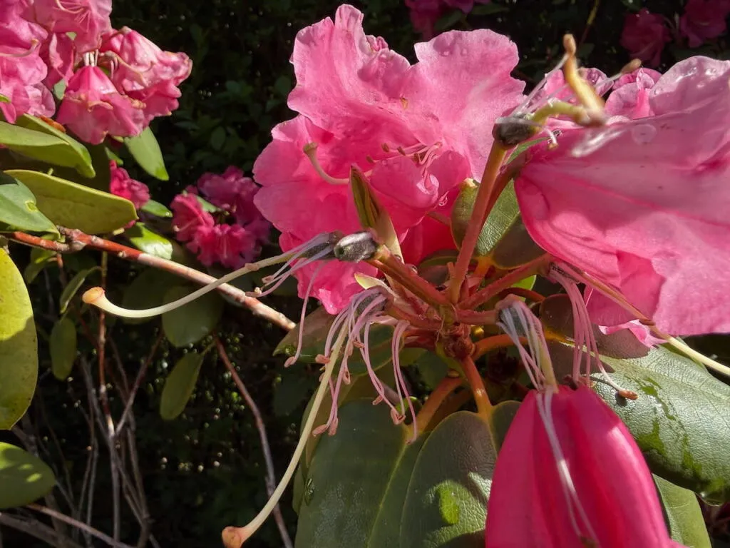 Removing flowers