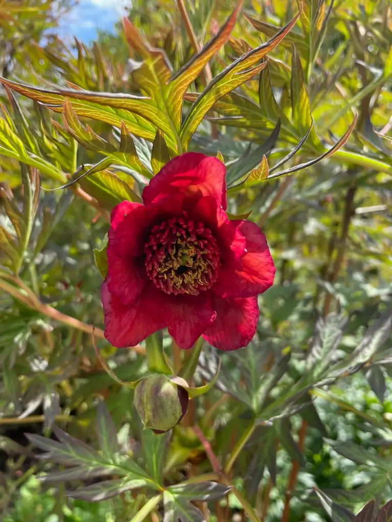 Delavay tree Peony, Paeonia delavayi, with deep red flowers and finely cut foliage