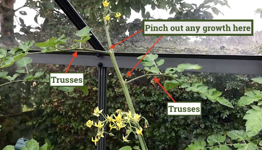 Side shoot vs trusses on tomato