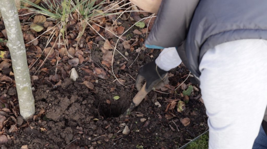 Digging a hole to plant bulbs