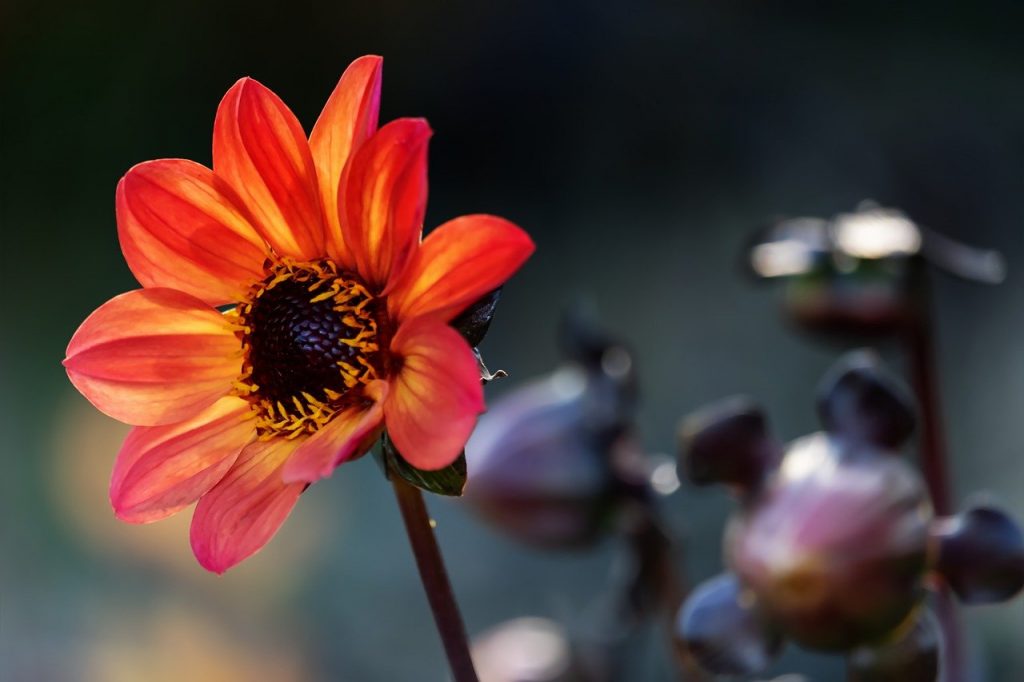Dahlia planting guide