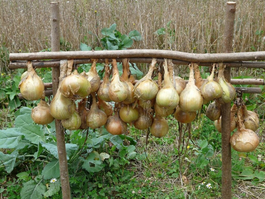 How to dry onions