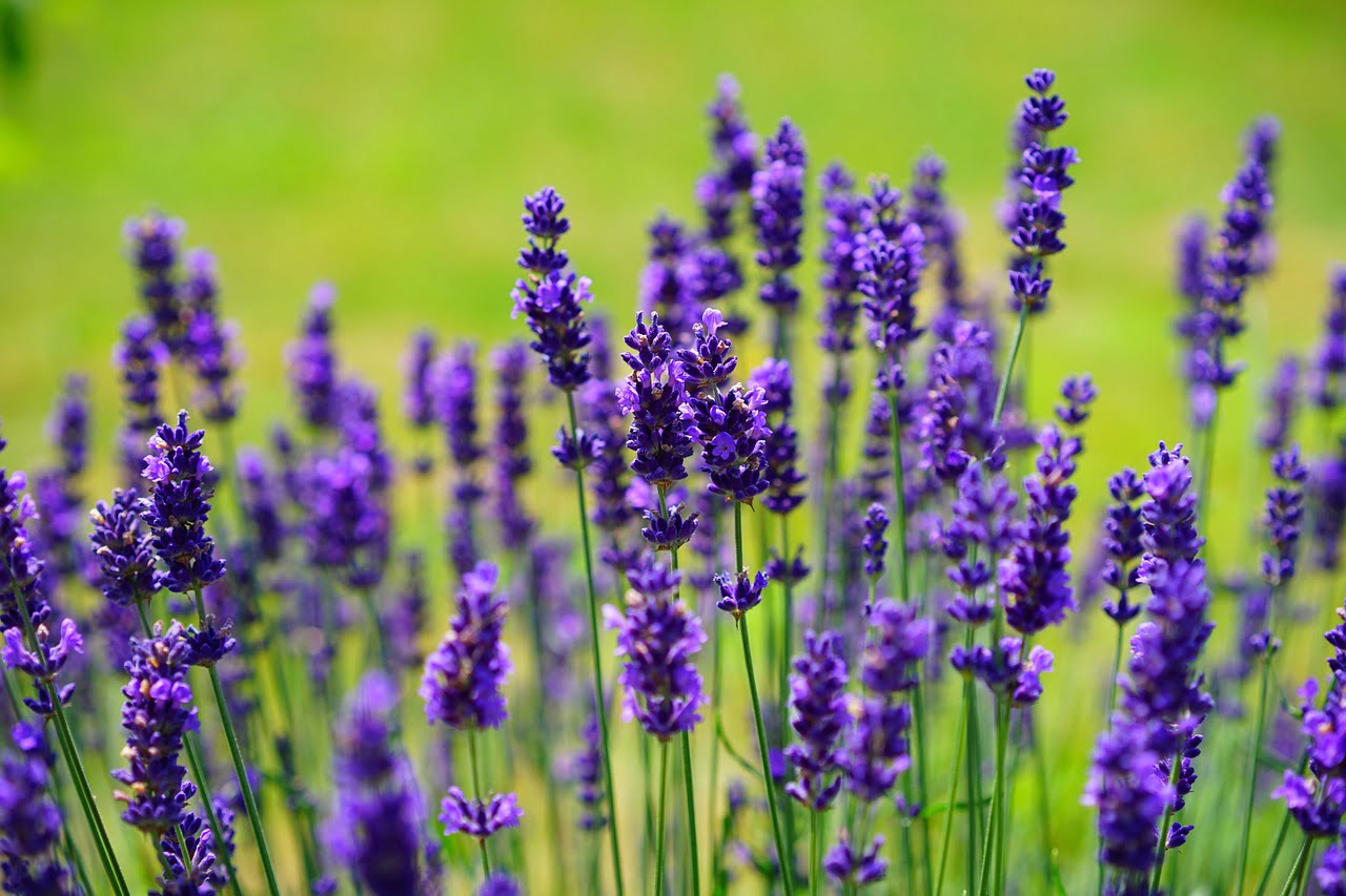 Purple English lavender in flower
