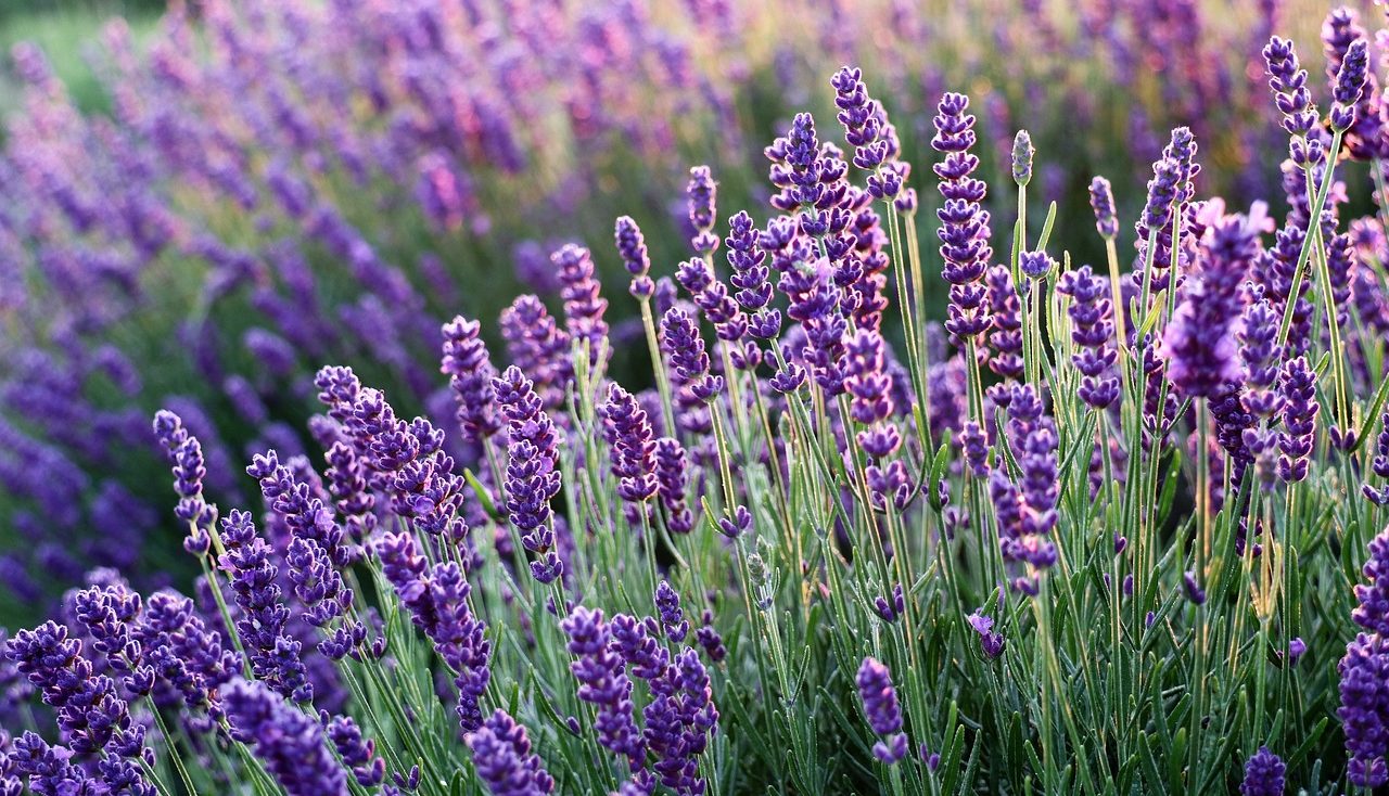 Purple spikes of lavender flowers