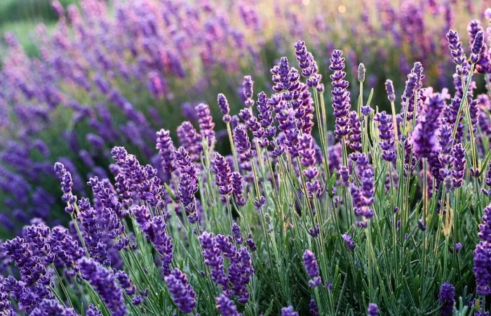 Purple spikes of lavender flowers