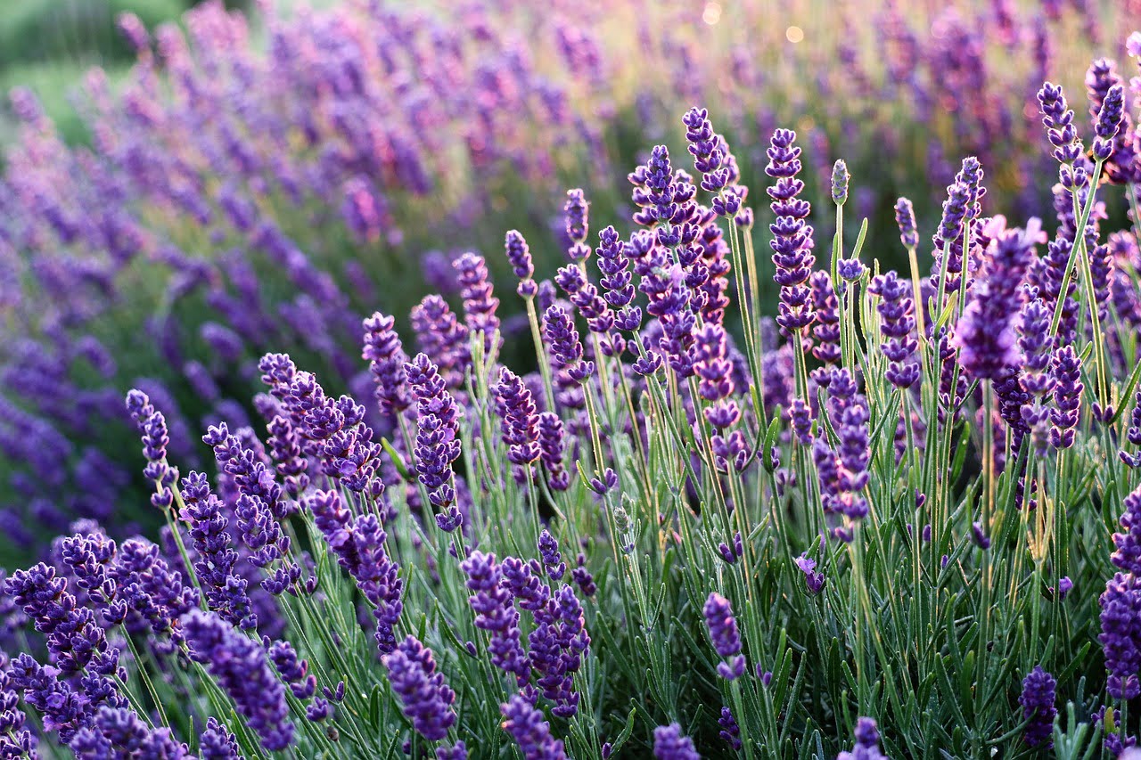 Lavender Pruning, Propagating & Growing Guide for beginners - Garden Ninja:  Lee Burkhill Garden Design