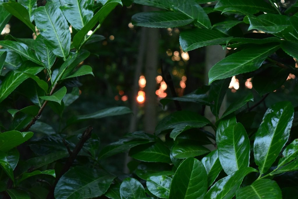 Large laurel hedge
