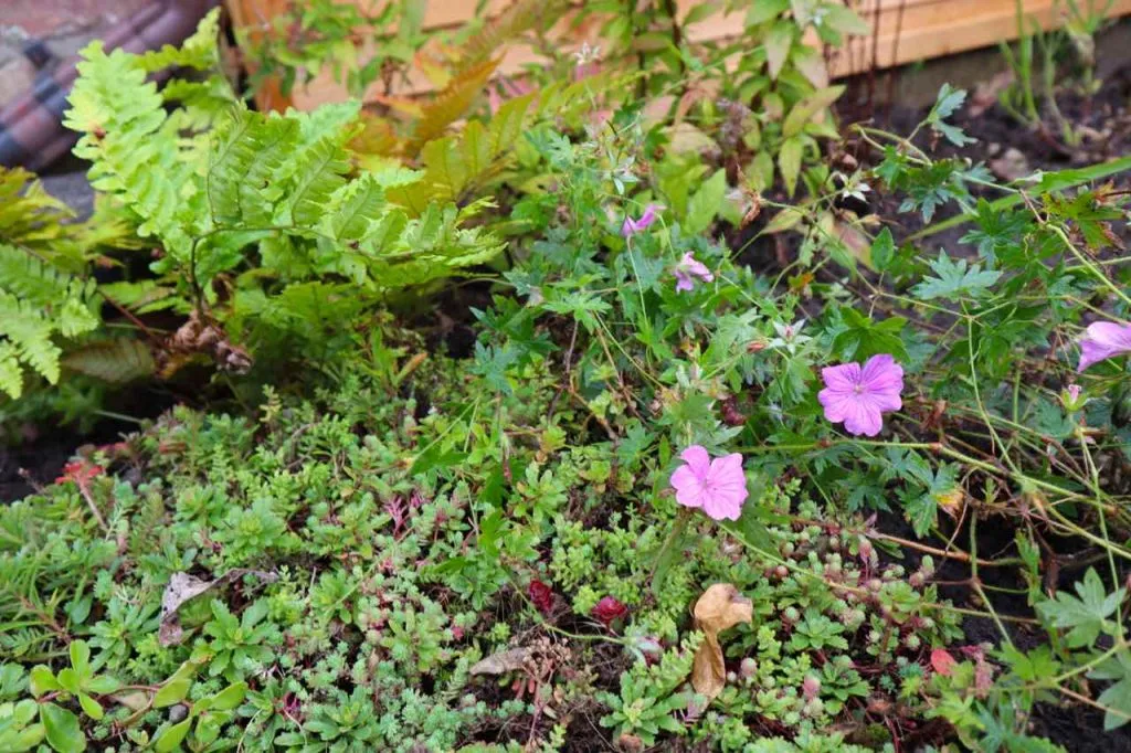 Ferns and geranium in a planted garden