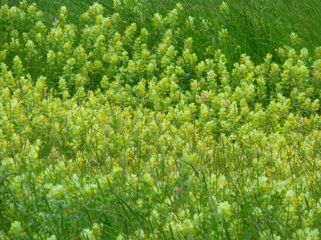 Bright yellow rattle growing guide