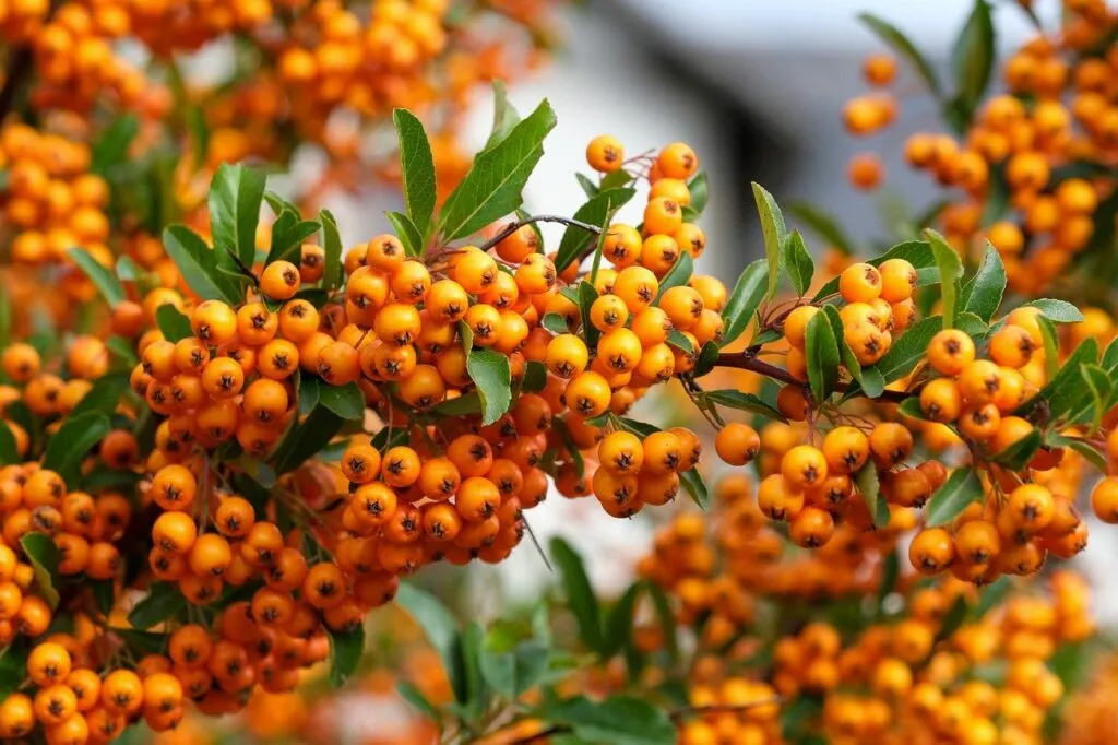 Pyracantha pruning guide