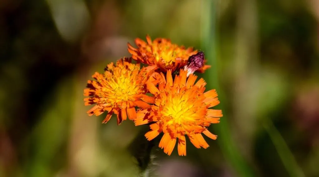 Orange fox and cubs plant flowers