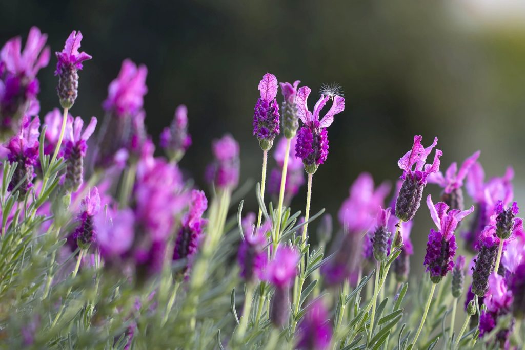 Pink french lavender flowers