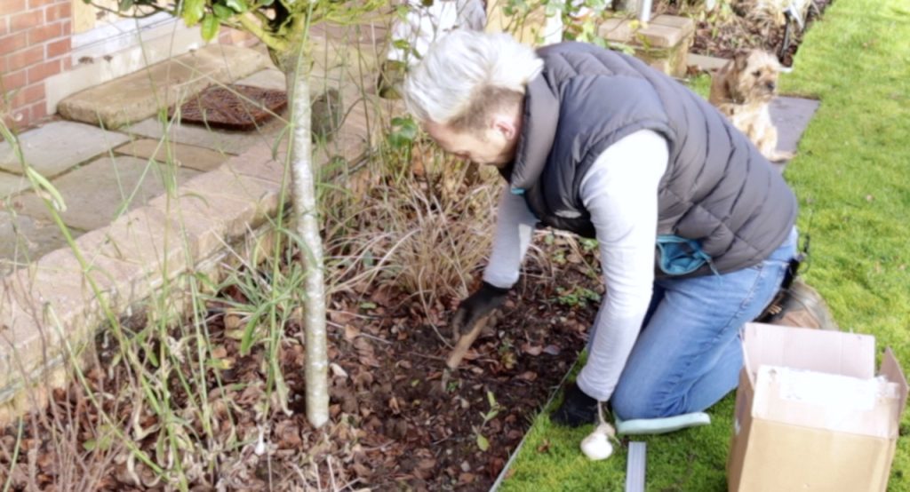 How to plant alliums