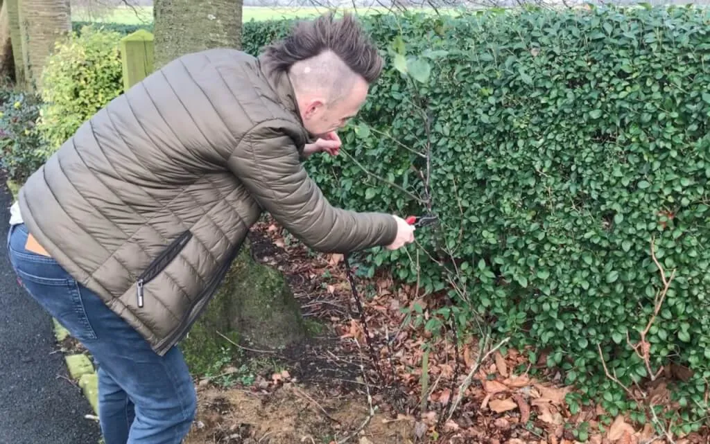 Garden Ninja pruning roses correctly showing technique and timing