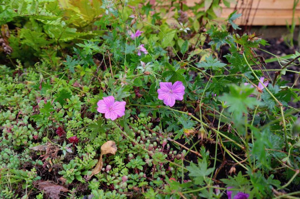 A close up of a Geranium