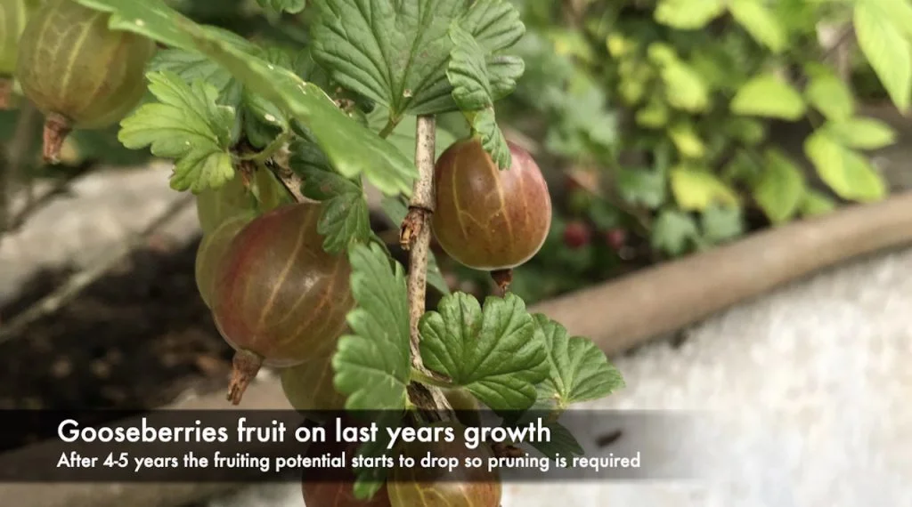 How & when to prune gooseberries Beginners guide for improved fruiting