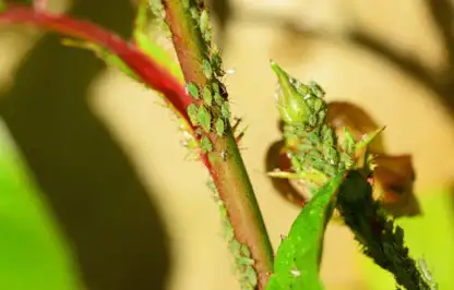 How to get rid of white fly