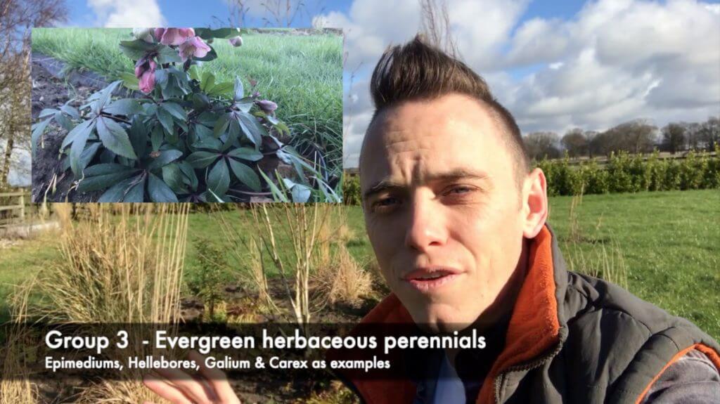 pruning evergreen perennials