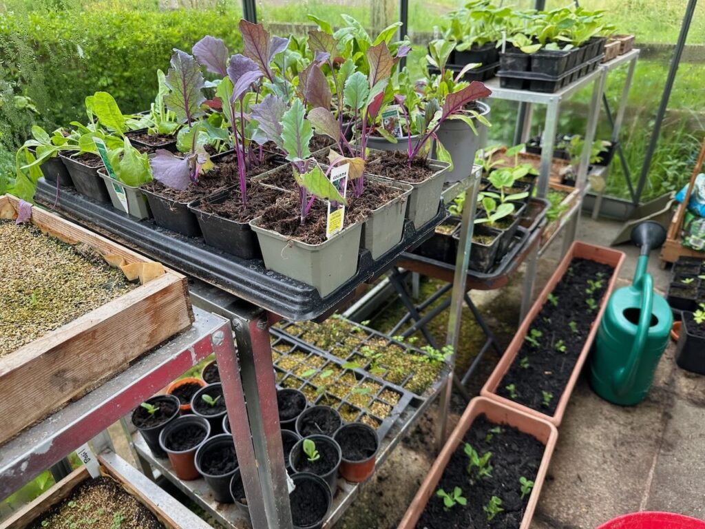 Growing your own fruit and veg in a greenhouse