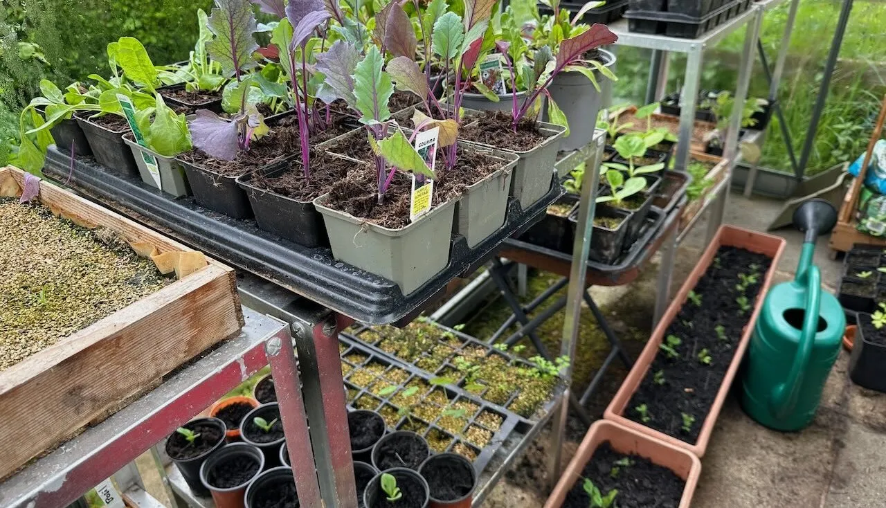 Growing your own fruit and veg in a greenhouse