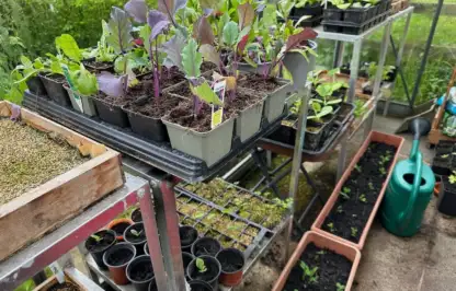 Growing your own fruit and veg in a greenhouse