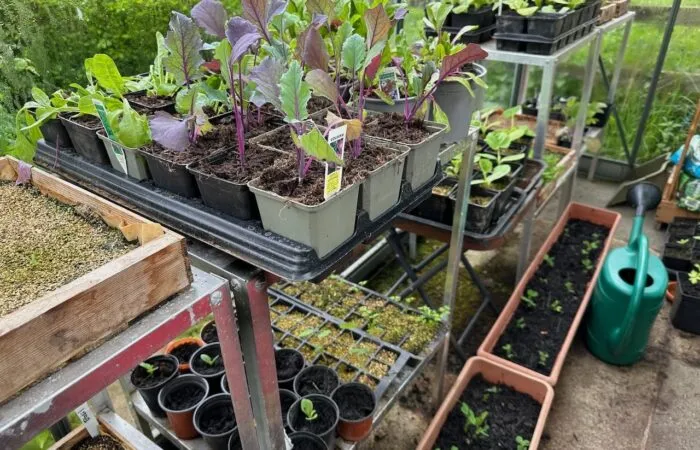 Growing your own fruit and veg in a greenhouse