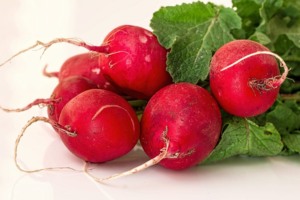 Radishes grown in containers