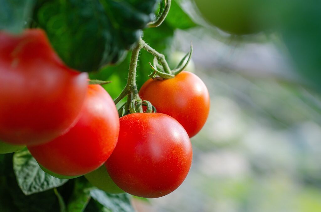 Sun ripe tomatoes in a greenhouse