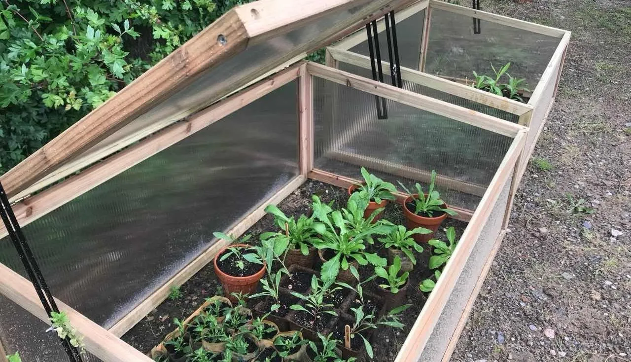 a set of cold frames with plants