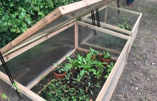 a set of cold frames with plants