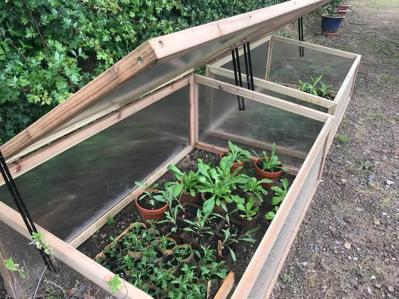 A set of cold frames full of young plants