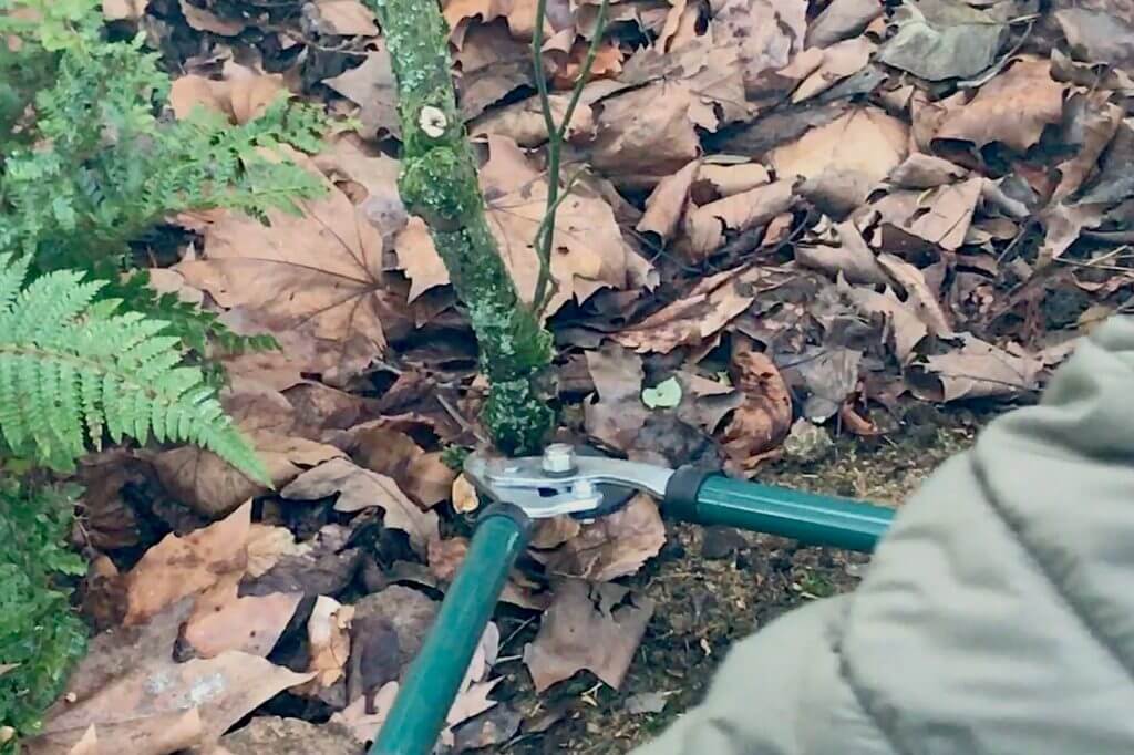 Pruning a rose with loppers
