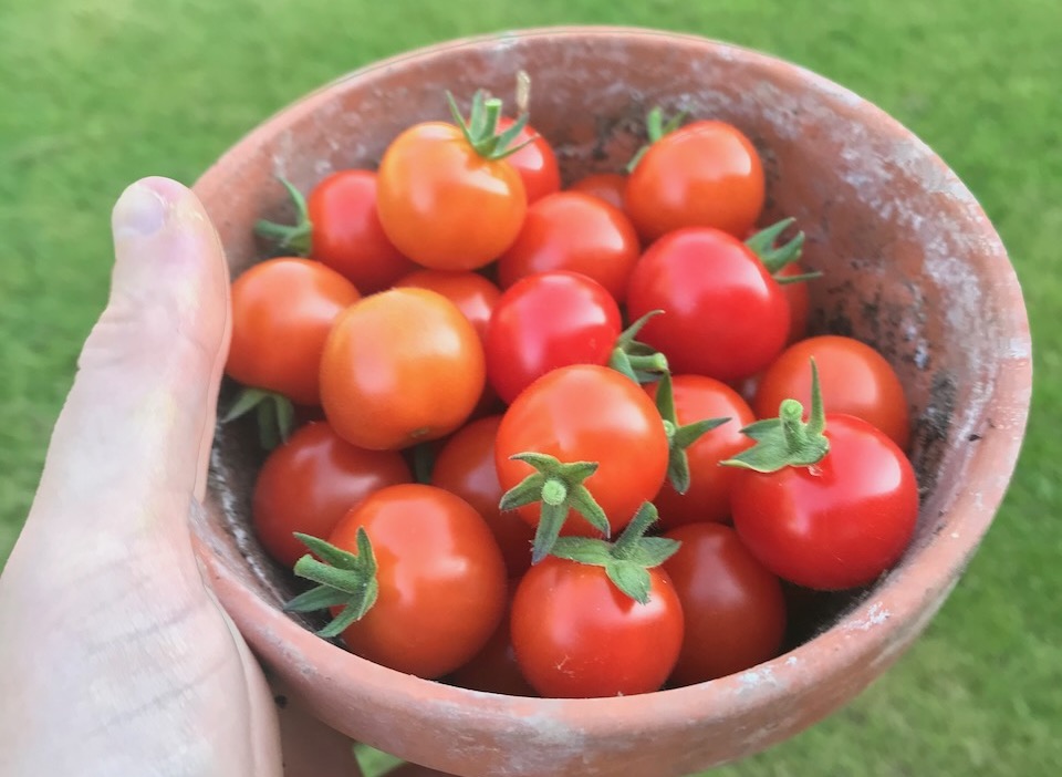 Growing your own tomatoes