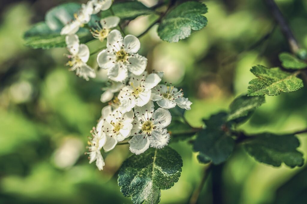 A hawthorn tree for a shaded garden