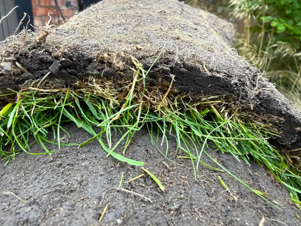 Healthy white roots on the underside of freshly cut turf, the roots that need to grow into the soil
