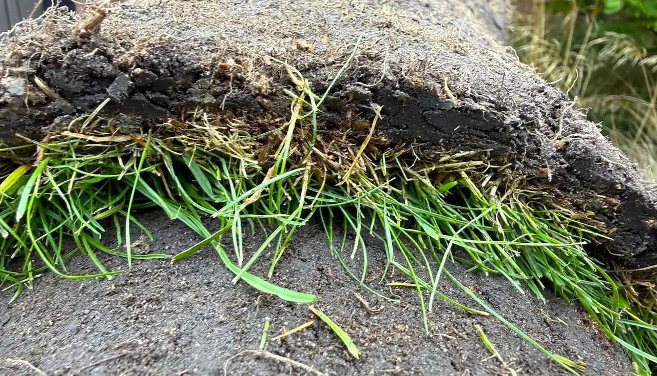 Close up of healthy roots on the underside of freshly cut rolled turf
