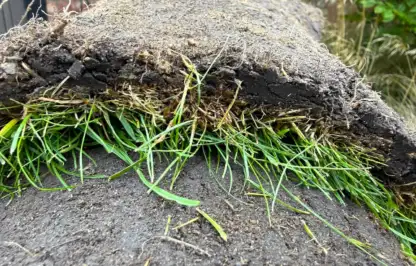 Close up of healthy roots on the underside of freshly cut rolled turf