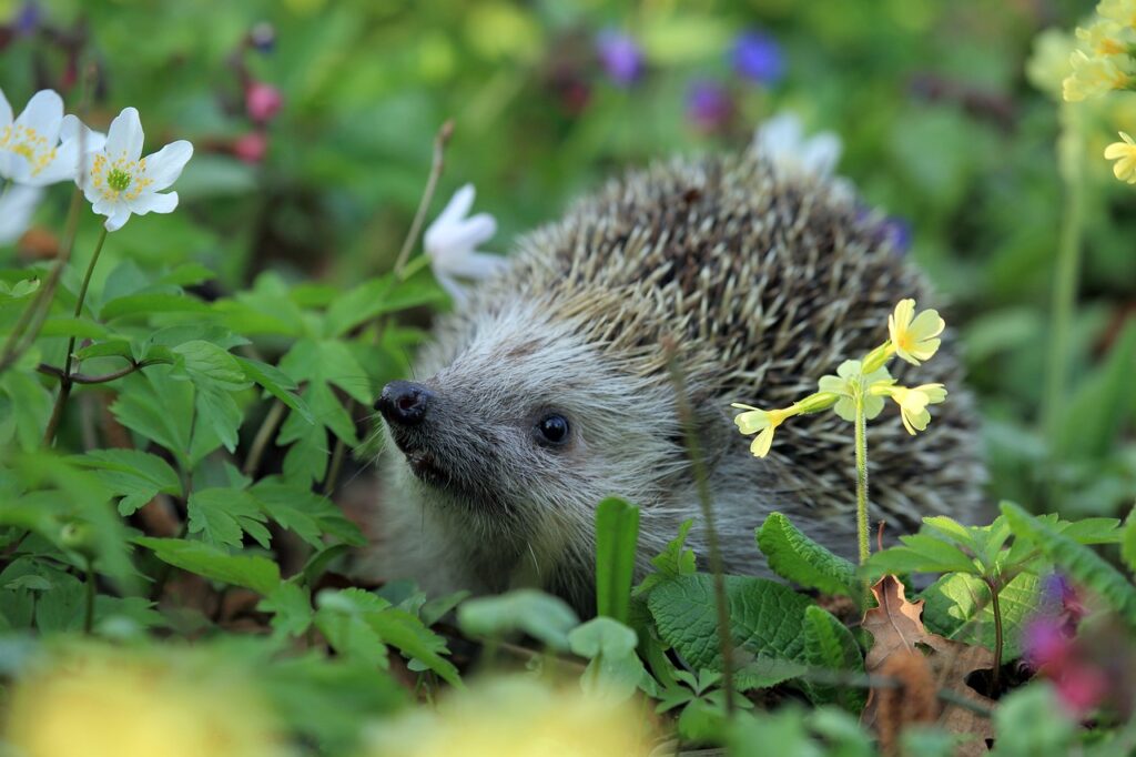 A hedgehog in the garden