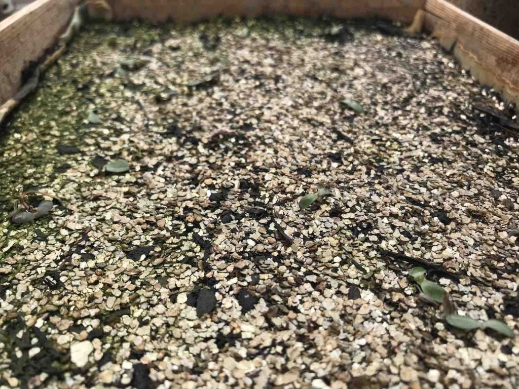 A tray of seedlings at Garden Ninja HQ