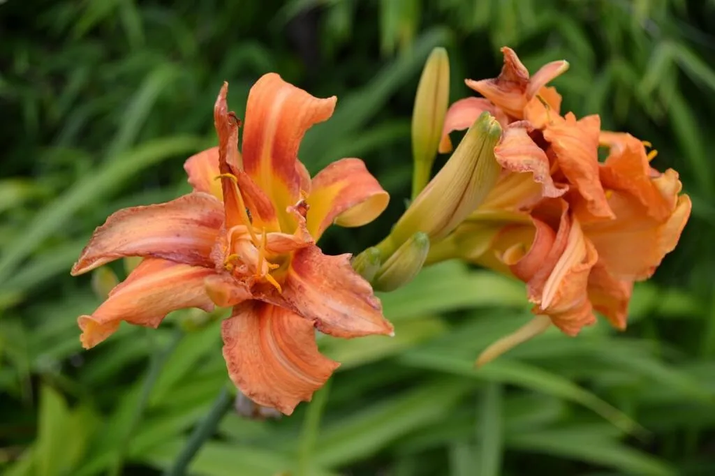 Orange day lily plant