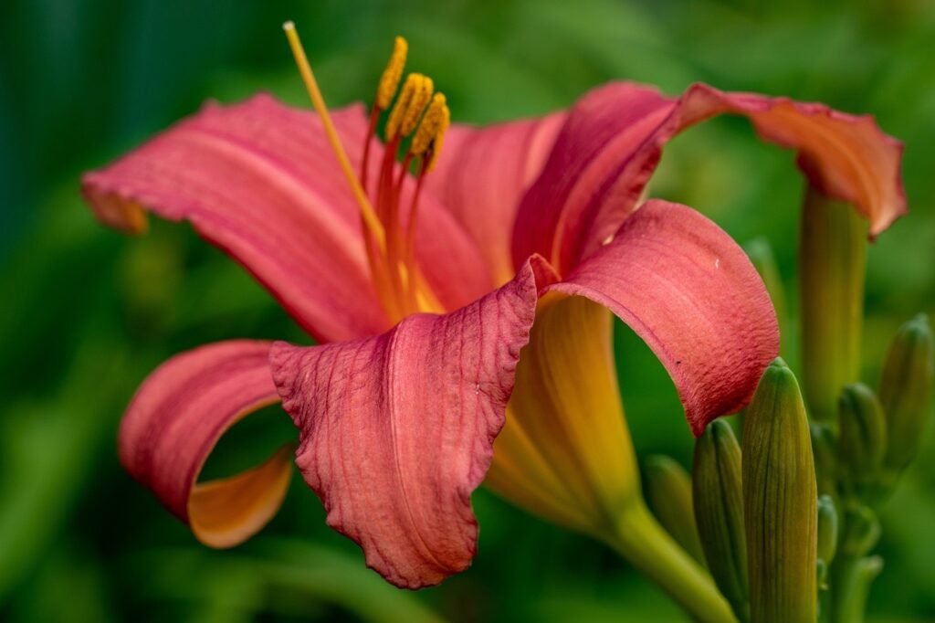 Red day lily flowers
