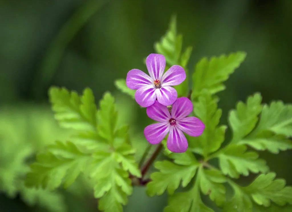 A pink geranium in the garden