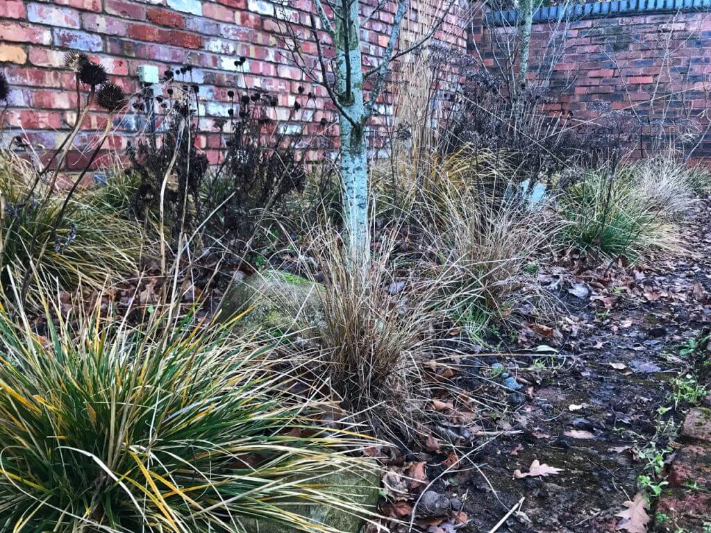 dried herbaceous border flowers