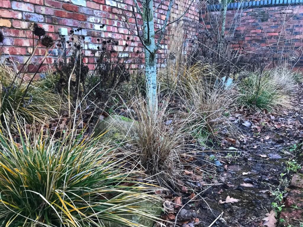 How & when to prune herbaceous perennials Garden Ninja Ltd Garden Design