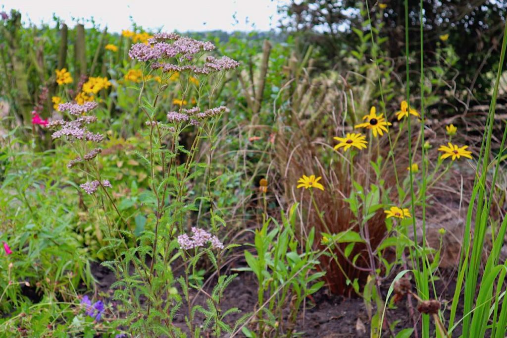 Bright herbaceous plants in a border