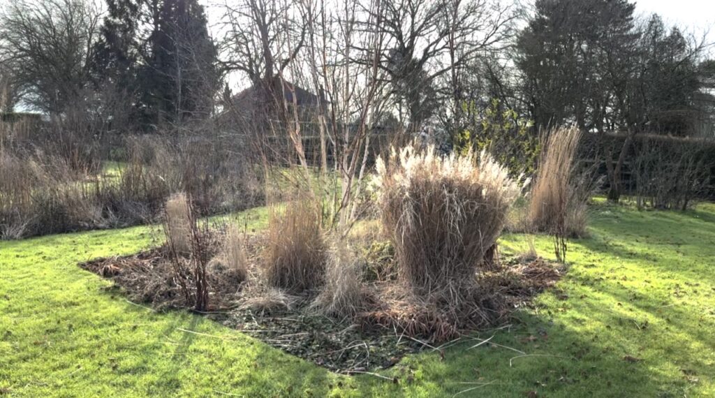 Herbaceous border before pruning