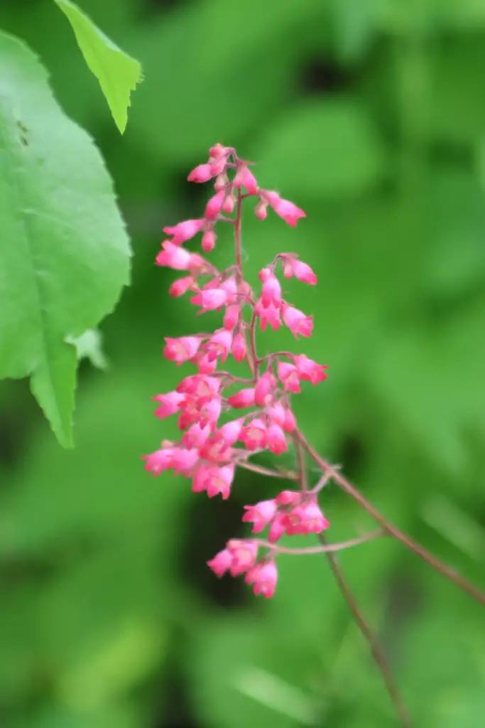 A pink heuchera flower